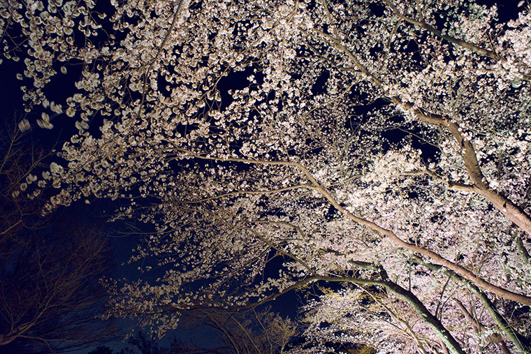 ライトで照らされた桜