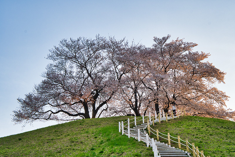 古墳の丘に咲く桜