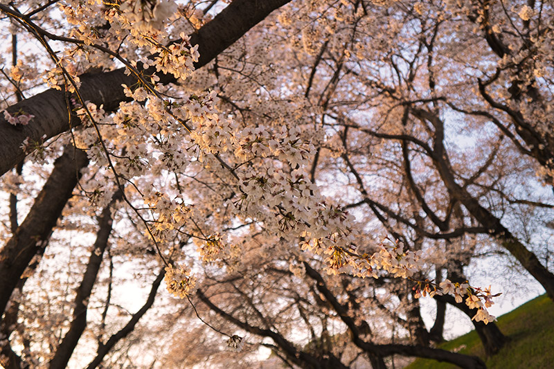 古墳斜面の桜