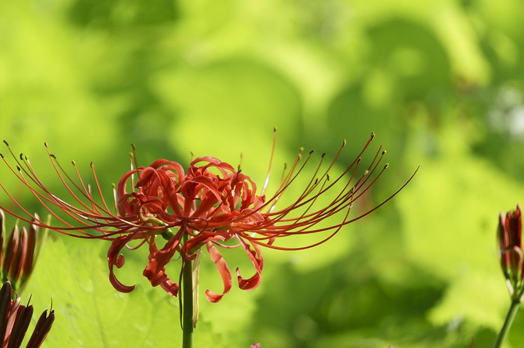 光の曼珠沙華