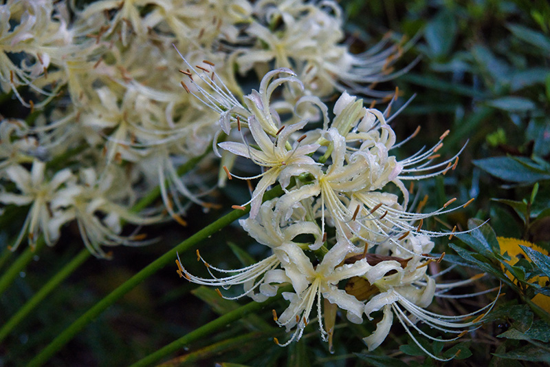 天上の花】曼珠沙華を眺めながら小雨の中を歩いてみた - sunsun fineな日々