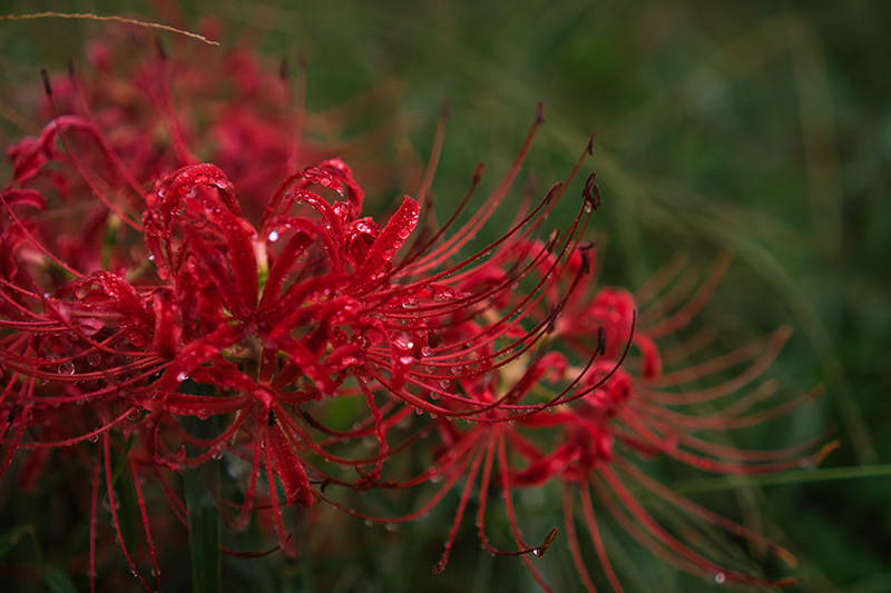 雨に濡れる曼珠沙華