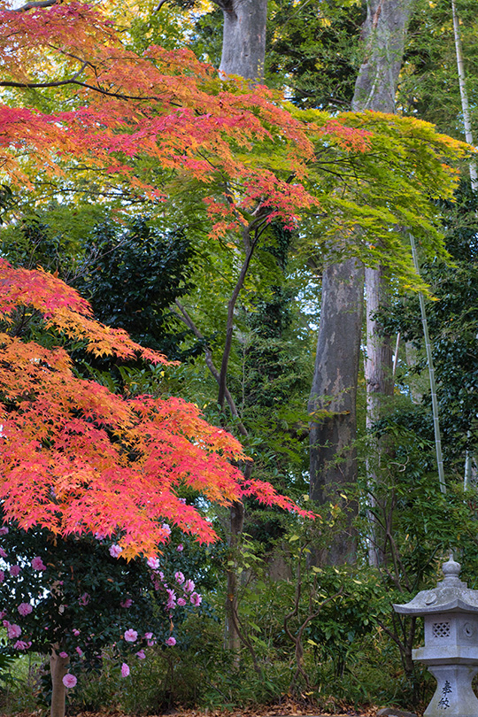 杉の林と紅葉