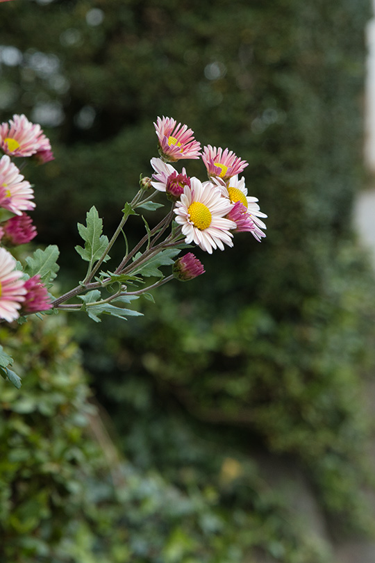 道端にも菊の花