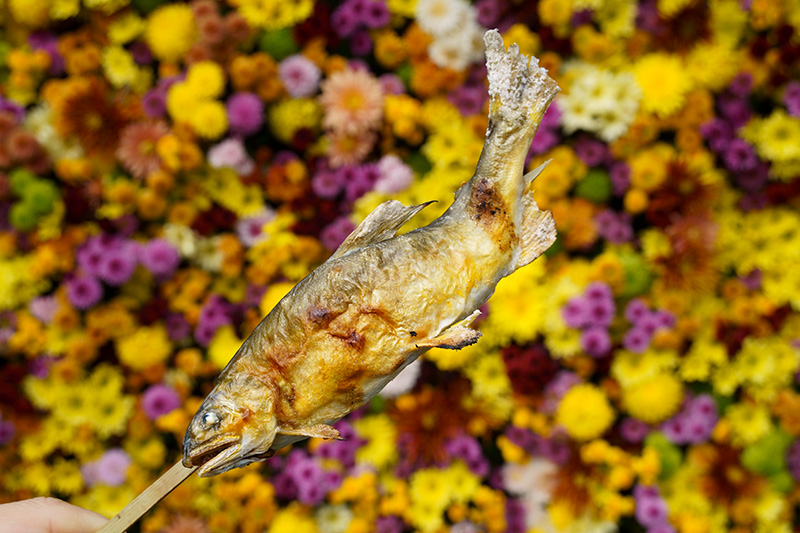 鮎と菊
