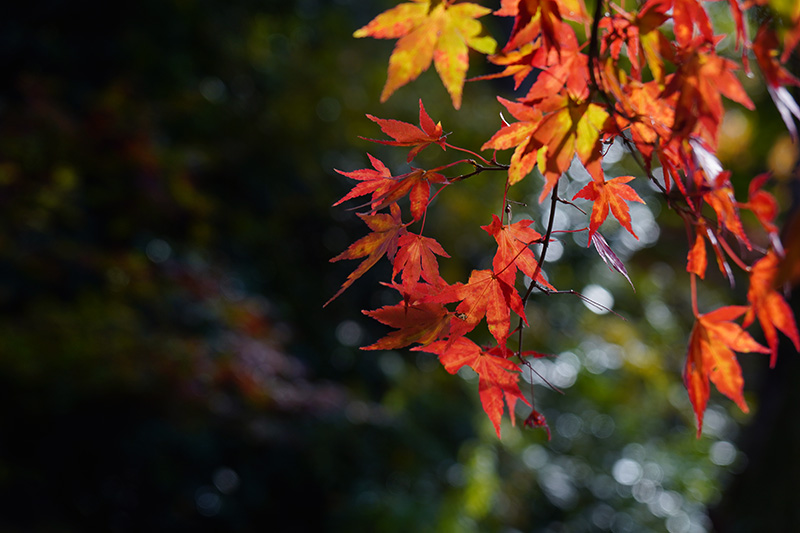 霞ヶ城公園の紅葉