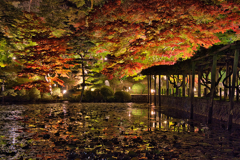 霞ヶ池の紅葉