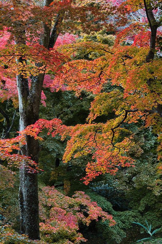 紅葉の森