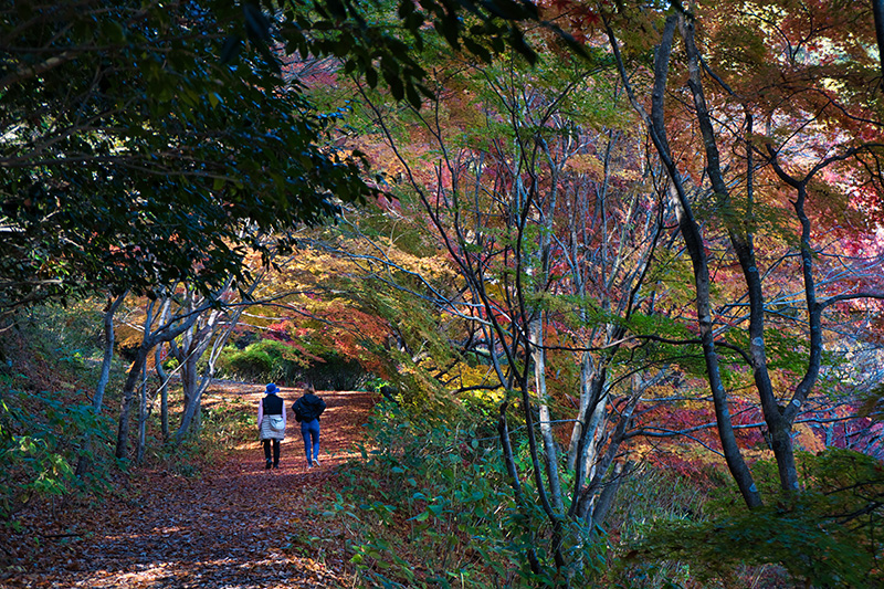 紅葉の道を歩く