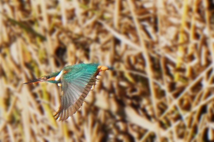 飛ぶカワセミ