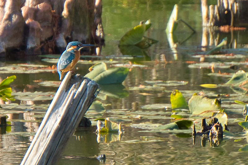 浮間公園のカワセミ