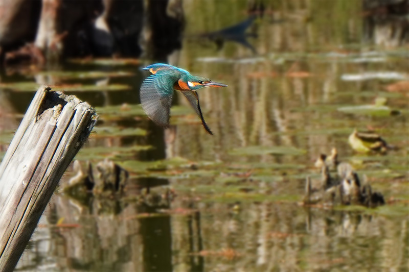 カワセミの飛翔