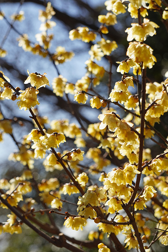 蝋梅の花