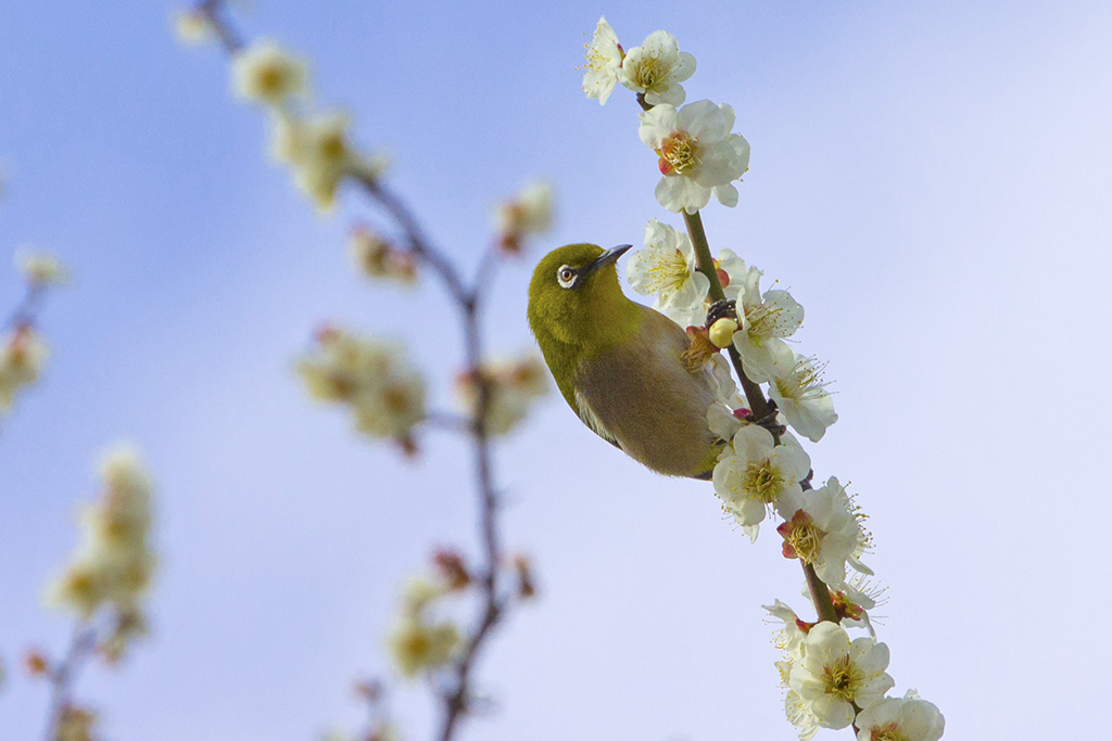 梅にメジロ