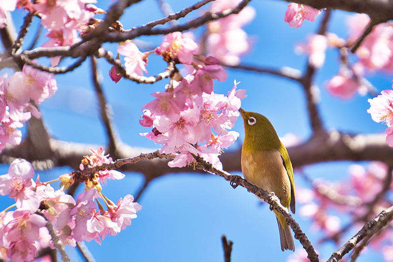 メジロのお腹に桜の色
