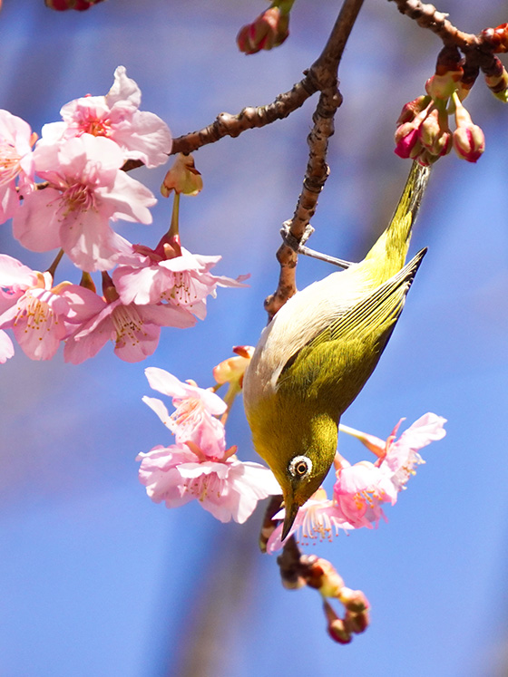 河津桜にメジロ♪ 今年も春の妖精，サクラジローがやってきました