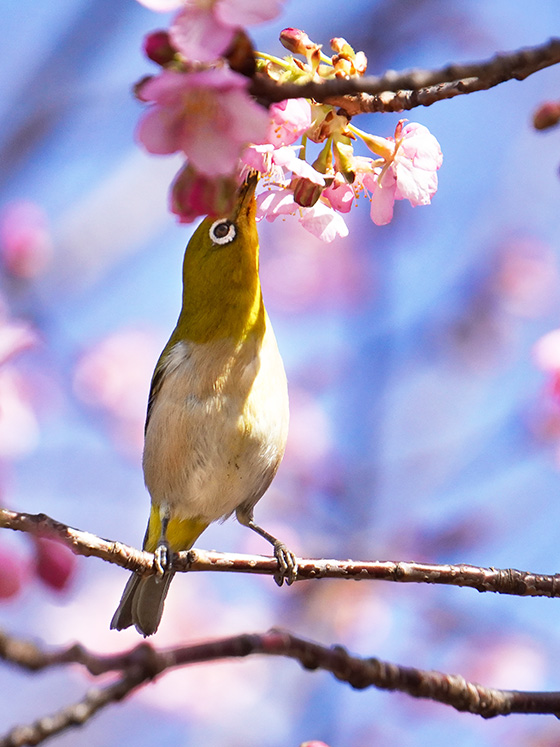 河津桜にメジロ♪ 今年も春の妖精，サクラジローがやってきました