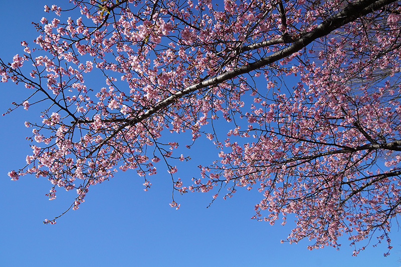 河津桜
