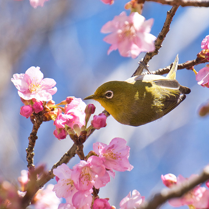 河津桜にメジロ♪ 今年も春の妖精，サクラジローがやってきました