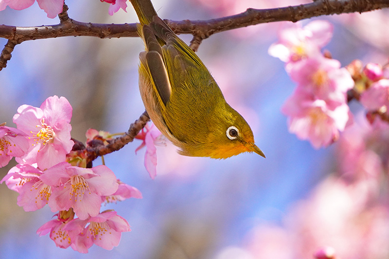 次はどの花の蜜を吸おうかな？