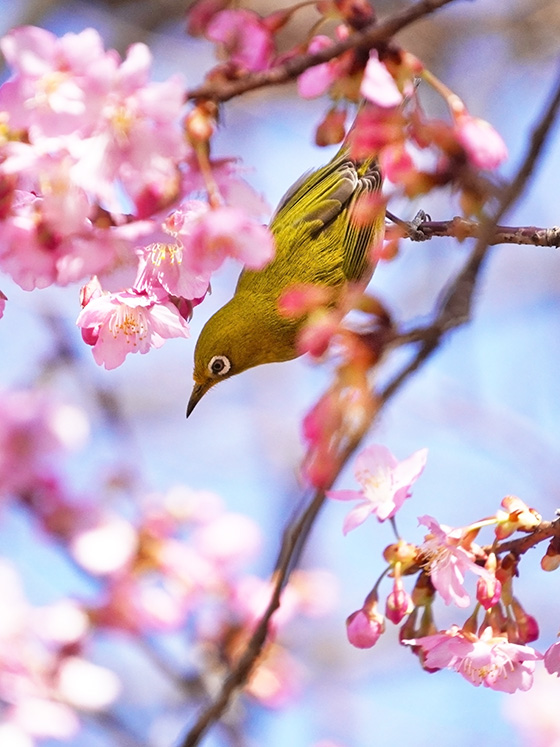 メジロの背中は抹茶色