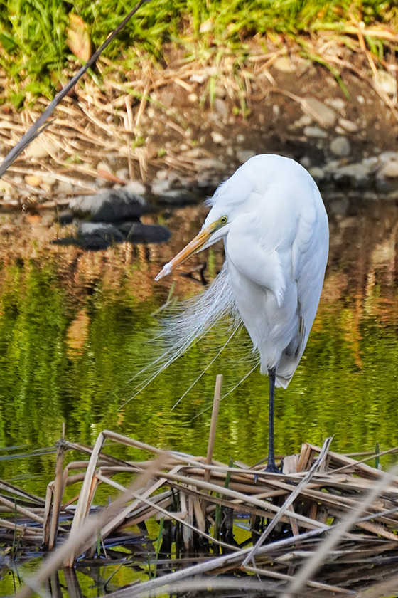 チュウサギ