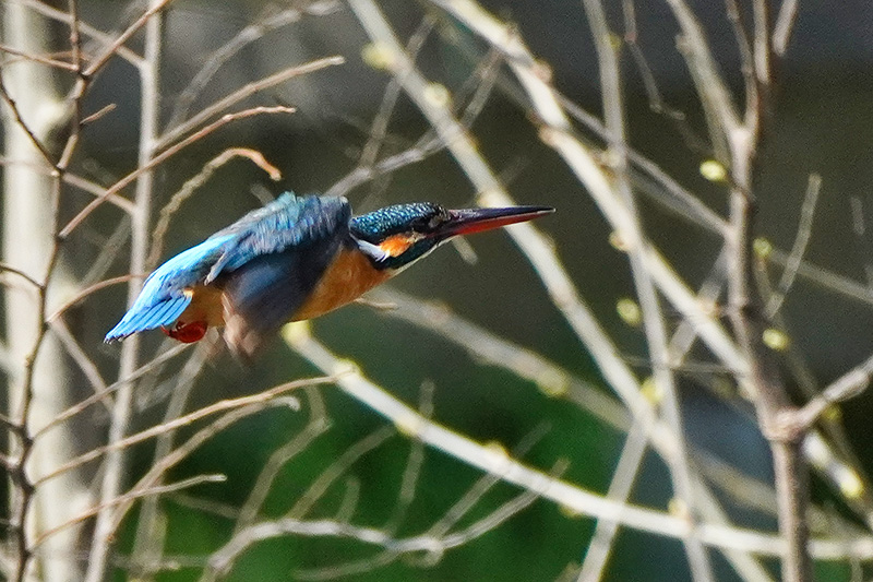 飛ぶカワセミ