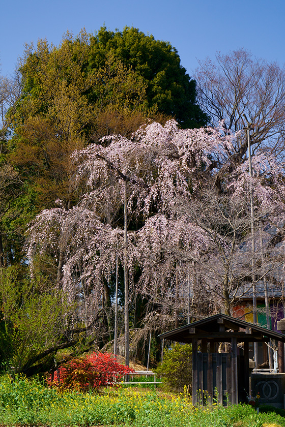 慈眼寺