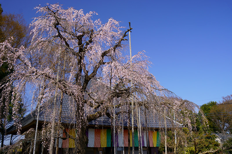 枝垂れ桜