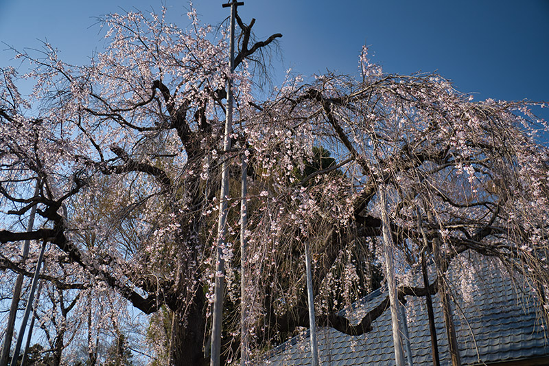 枝垂れ桜を見上げる