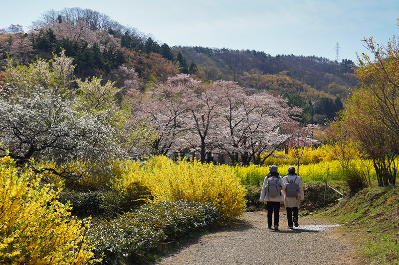 花見山