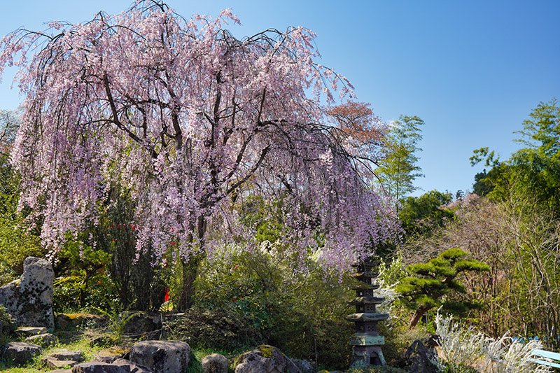 花見山入口のしだれ桜