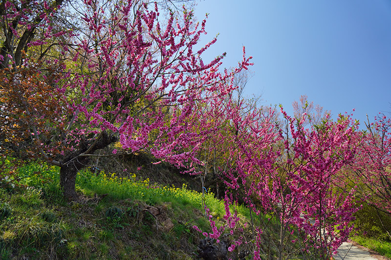 花桃の道