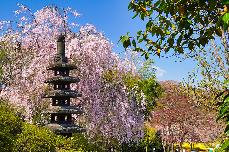 塔としだれ桜