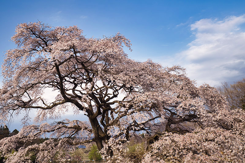 芳水の桜