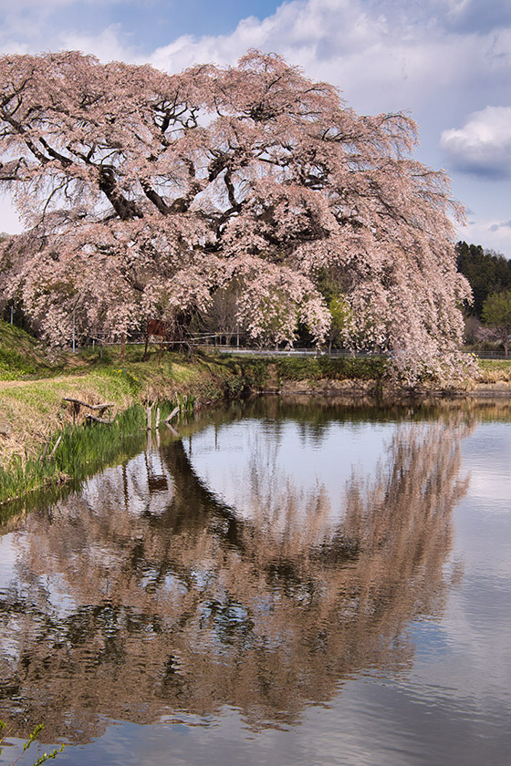 池に映る桜