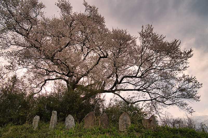 桜と道祖神