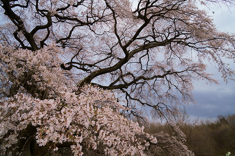 福島の桜