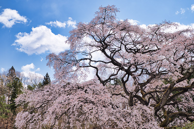 芳水の桜の枝ぶり