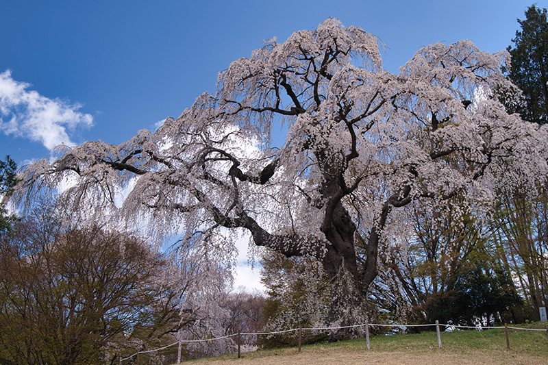 八十内かもん桜