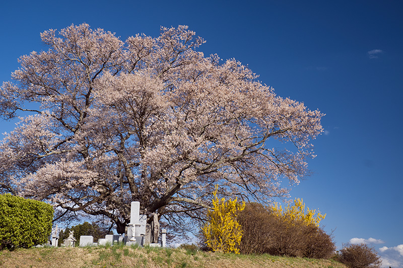 七草木の桜