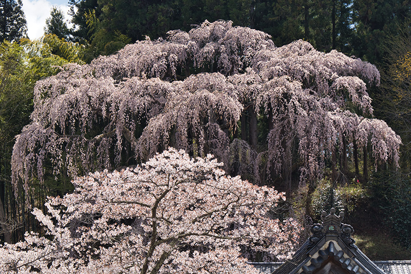 福寿寺の桜