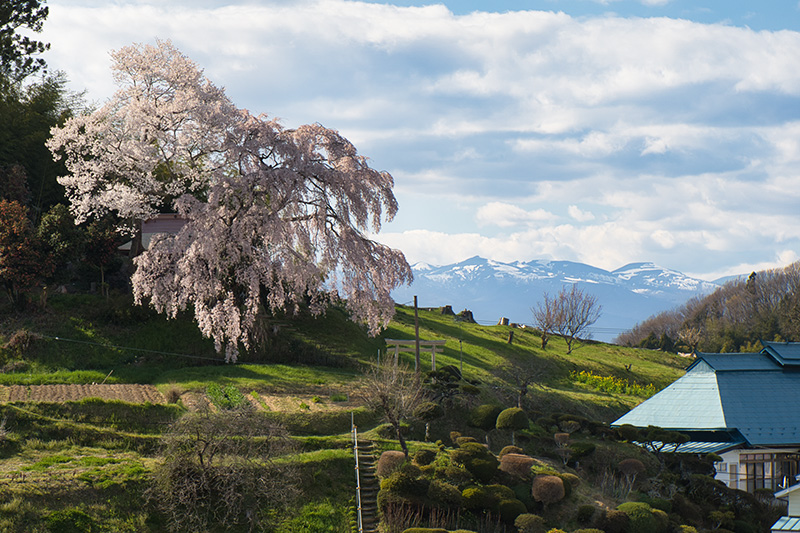 無名の桜