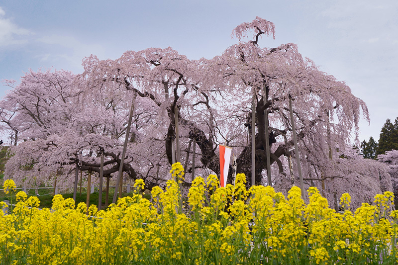 三春滝桜