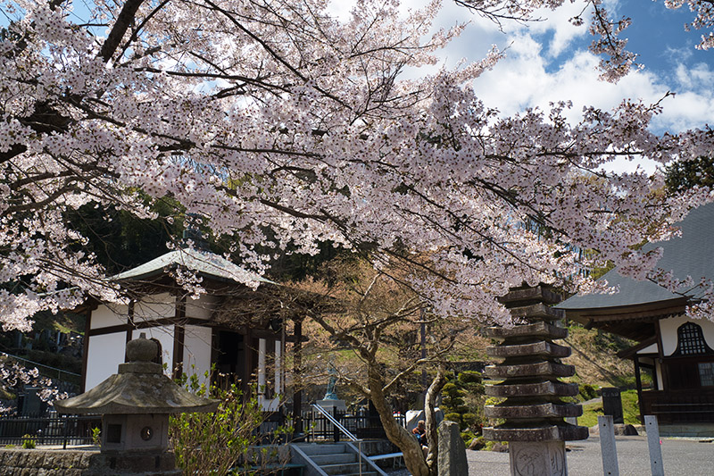 龍隠院の桜