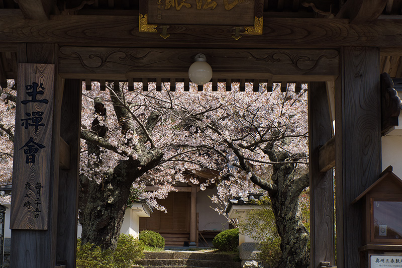 福寿寺の門と桜