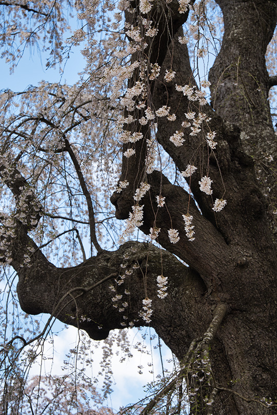 八十内かもん桜部分