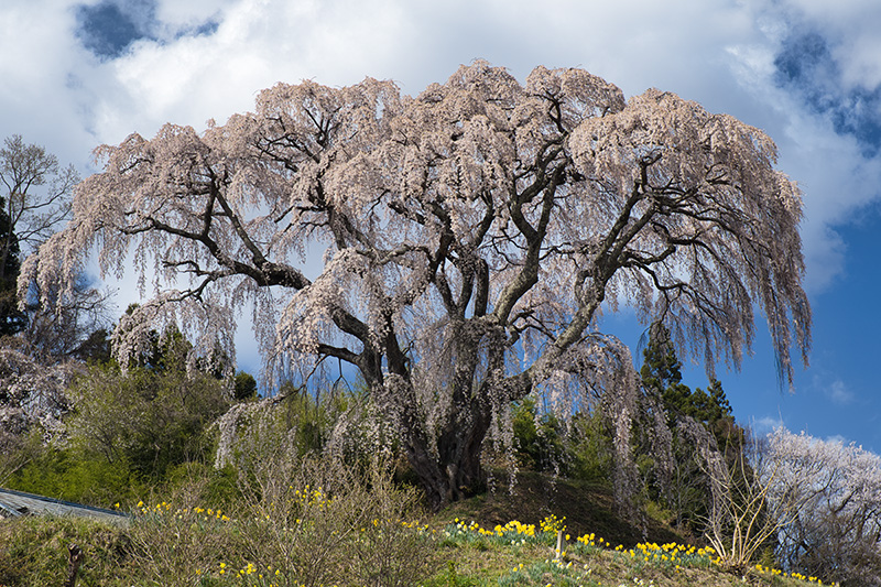 芹ケ沢の桜