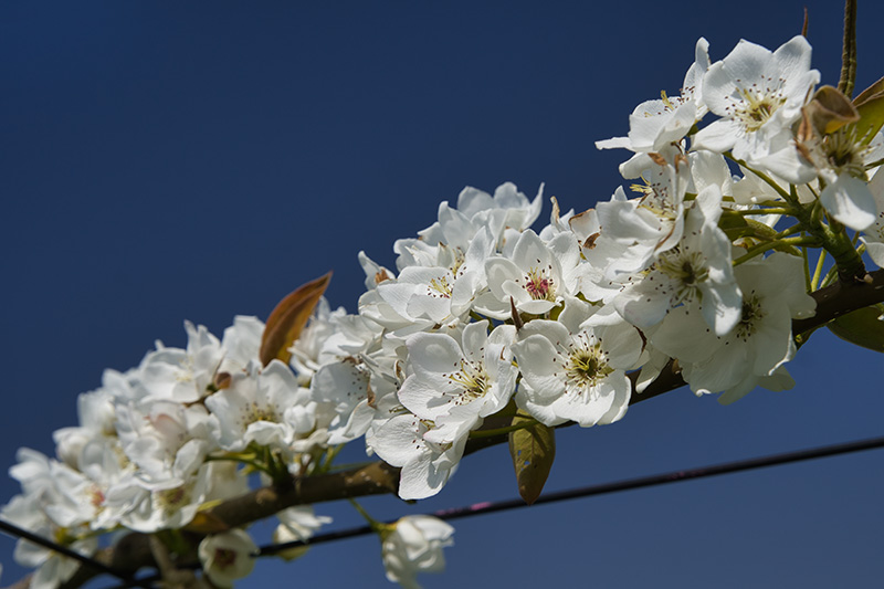 リンゴの花