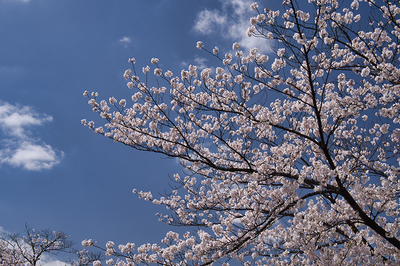 東京の桜